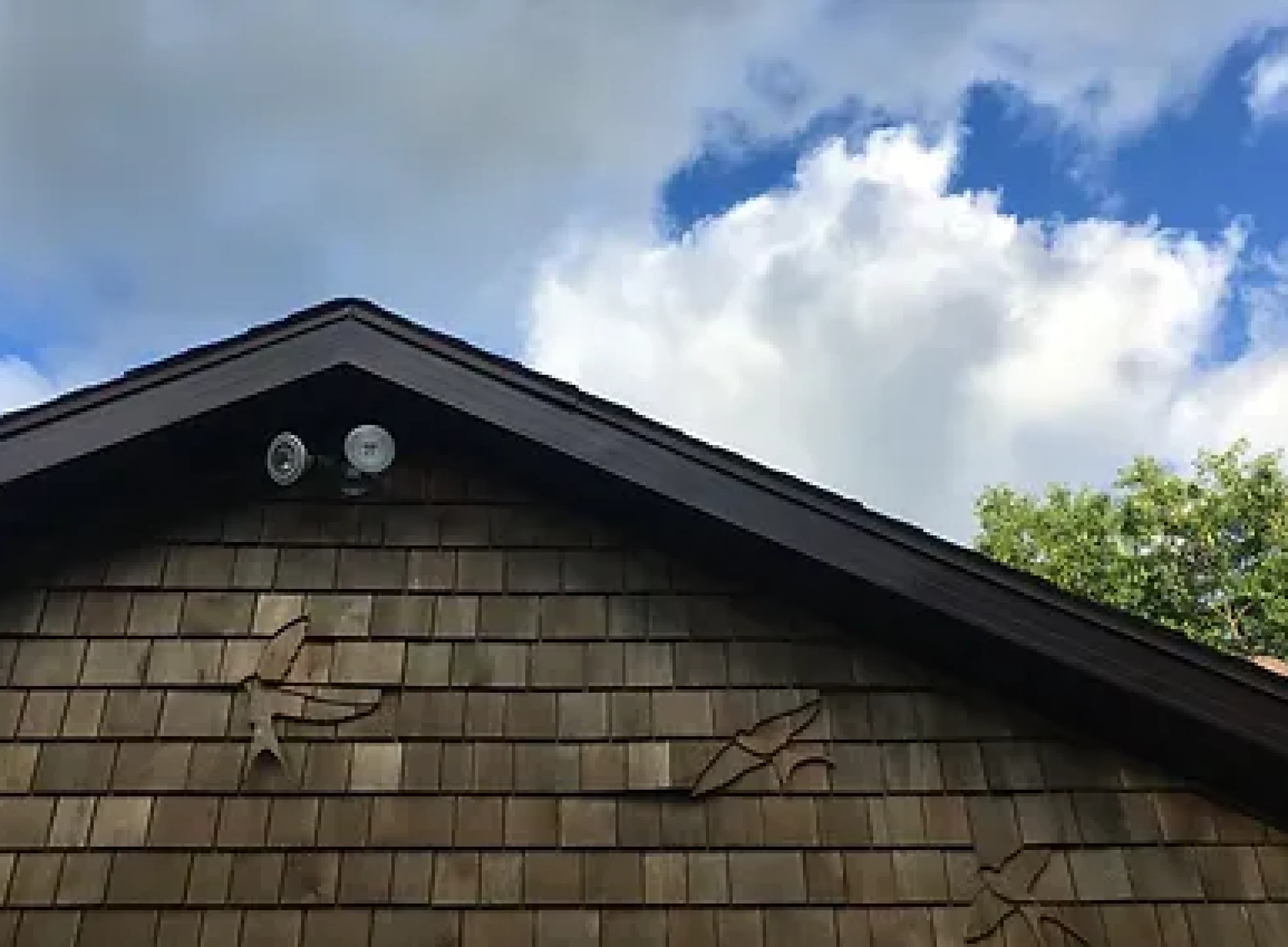 swallows up close